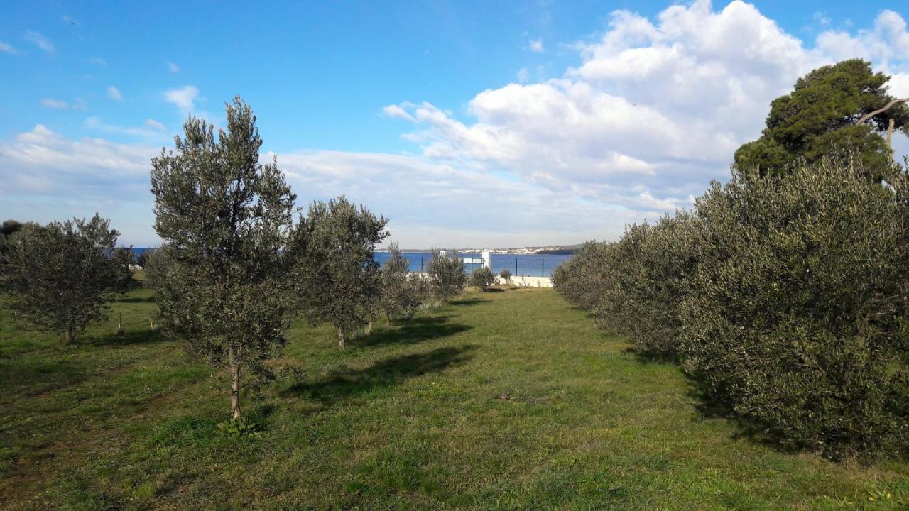 Villa Rosemary Park Zadar Dış mekan fotoğraf